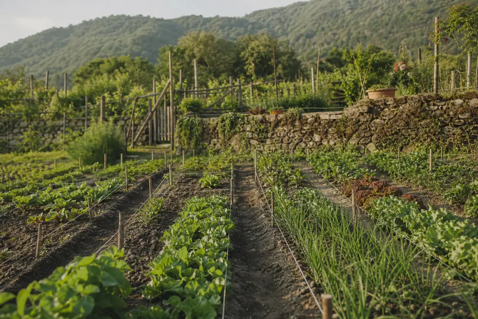 Campo diviso in bancali stretti con fili e picchetti di legno a segnare le file, colline dietro (immagine generata con AI)
