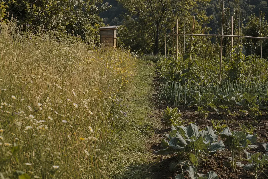 Bordo di campo lasciato fiorire accanto a un'aiuola coltivata, erbe alte e fiori spontanei, un'arnia in fondo (immagine generata con AI)