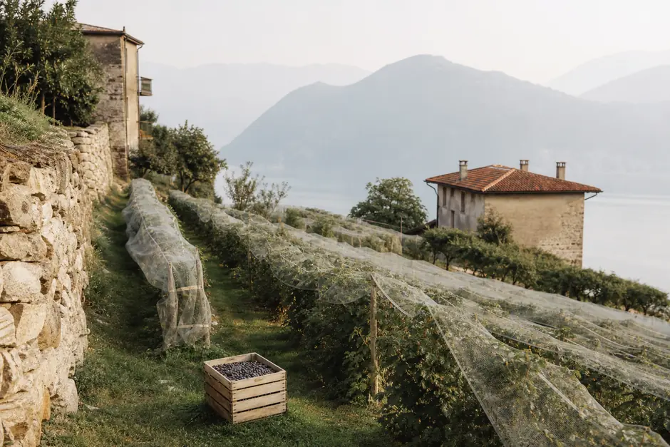 File di piccoli arbusti da frutto coperti da rete su un pendio leggero, cassetta di raccolta in fondo alla fila (immagine generata con AI)