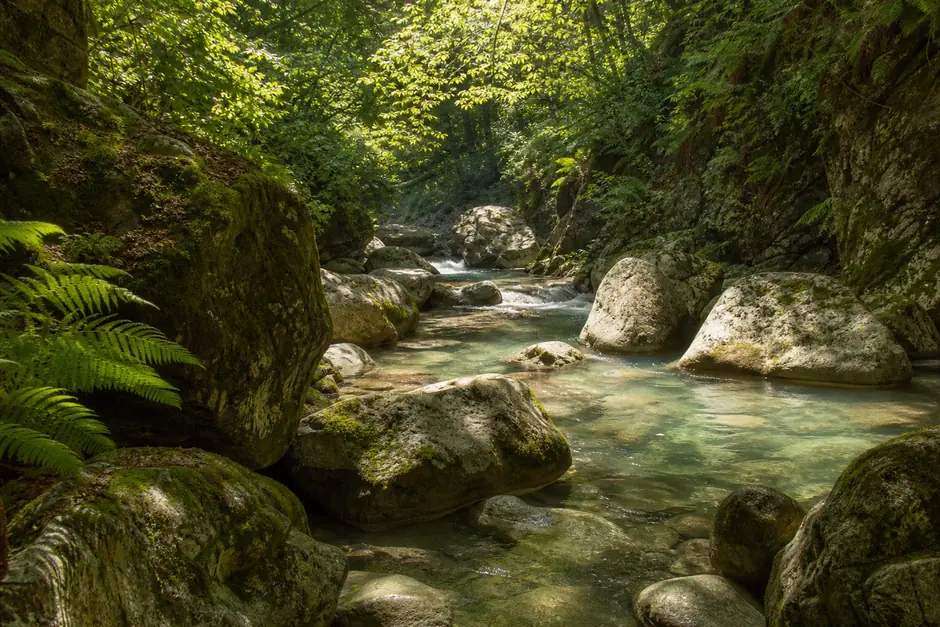 Torrente limpido fra sassi coperti di muschio e felci in una forra boscosa (immagine generata con AI)